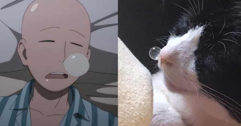 The Cat Who Came Straight From a Manga