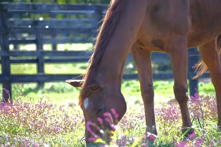 Lendário Cavalo de Corrida Grass Wonder Morreu aos 30 Anos
