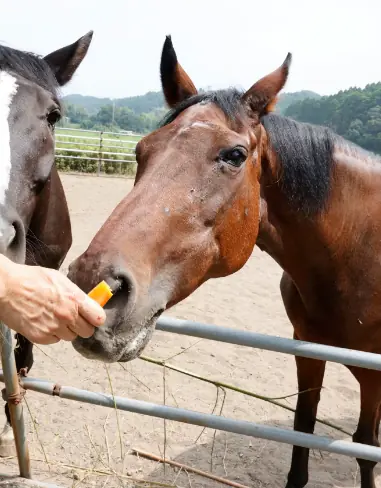 Morre Haru Urara aos 29 anos Morre Haru Urara aos 29 anos