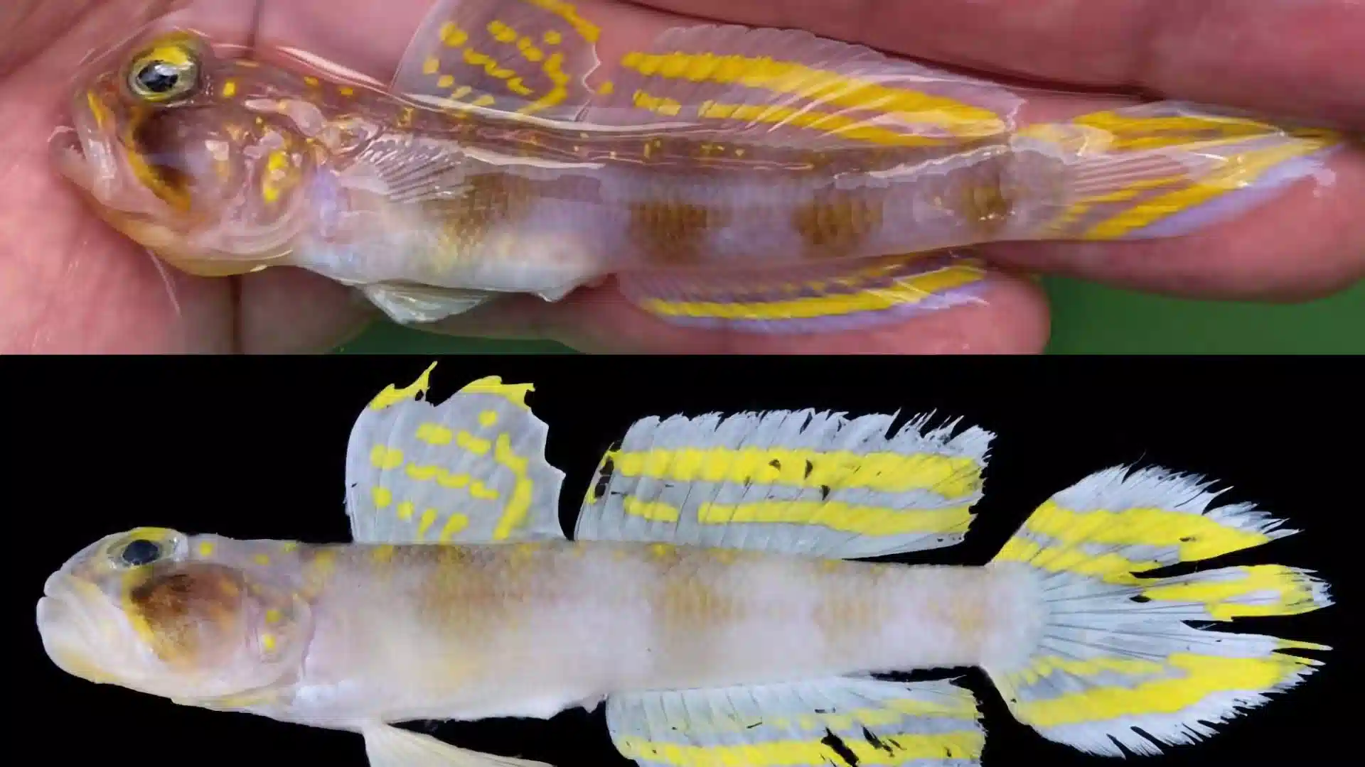 Novo peixe descoberto ganha o nome ''Super Saiyajin'' por cientistas no Japão