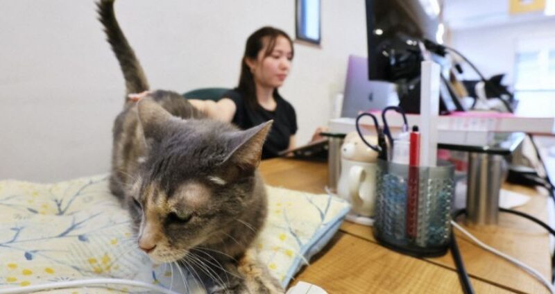 Essa Empresa Japonesa tem 11 Gatos como funcionarios e o motivo e muito belo