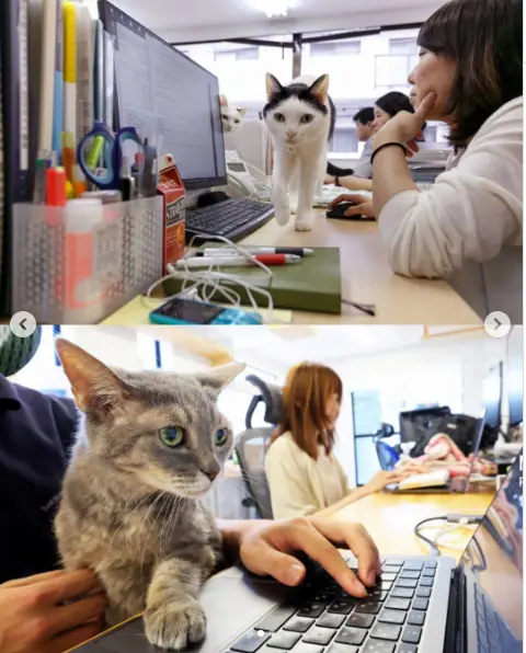 Essa empresa japonesa tem 11 gatos como funcionários e o motivo é muito belo