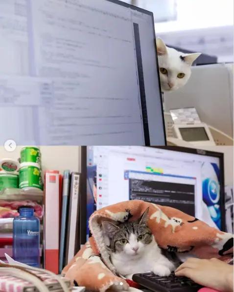 Essa empresa japonesa tem 11 gatos como funcionários e o motivo é muito belo